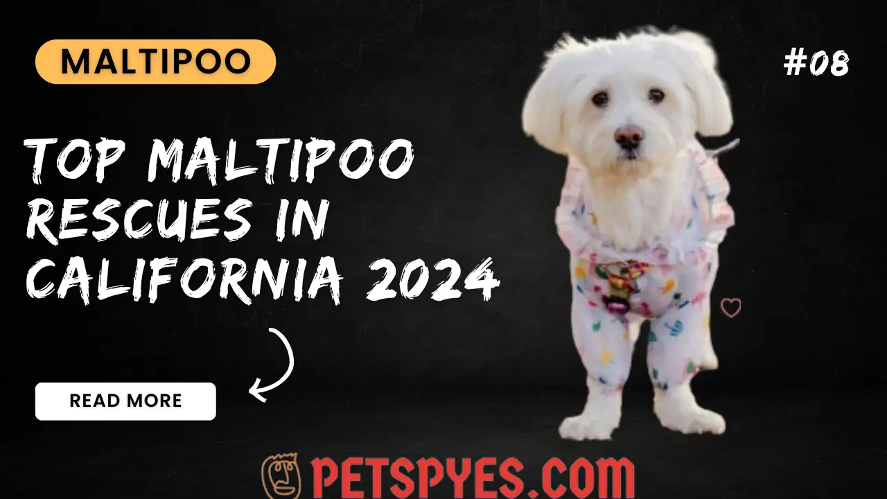 Top Maltipoo Rescues In California 2024