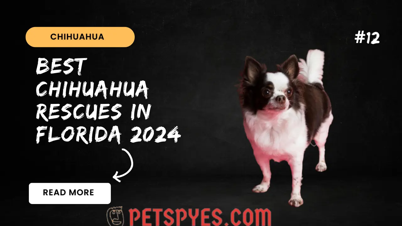 Best Chihuahua Rescues In Florida 2024