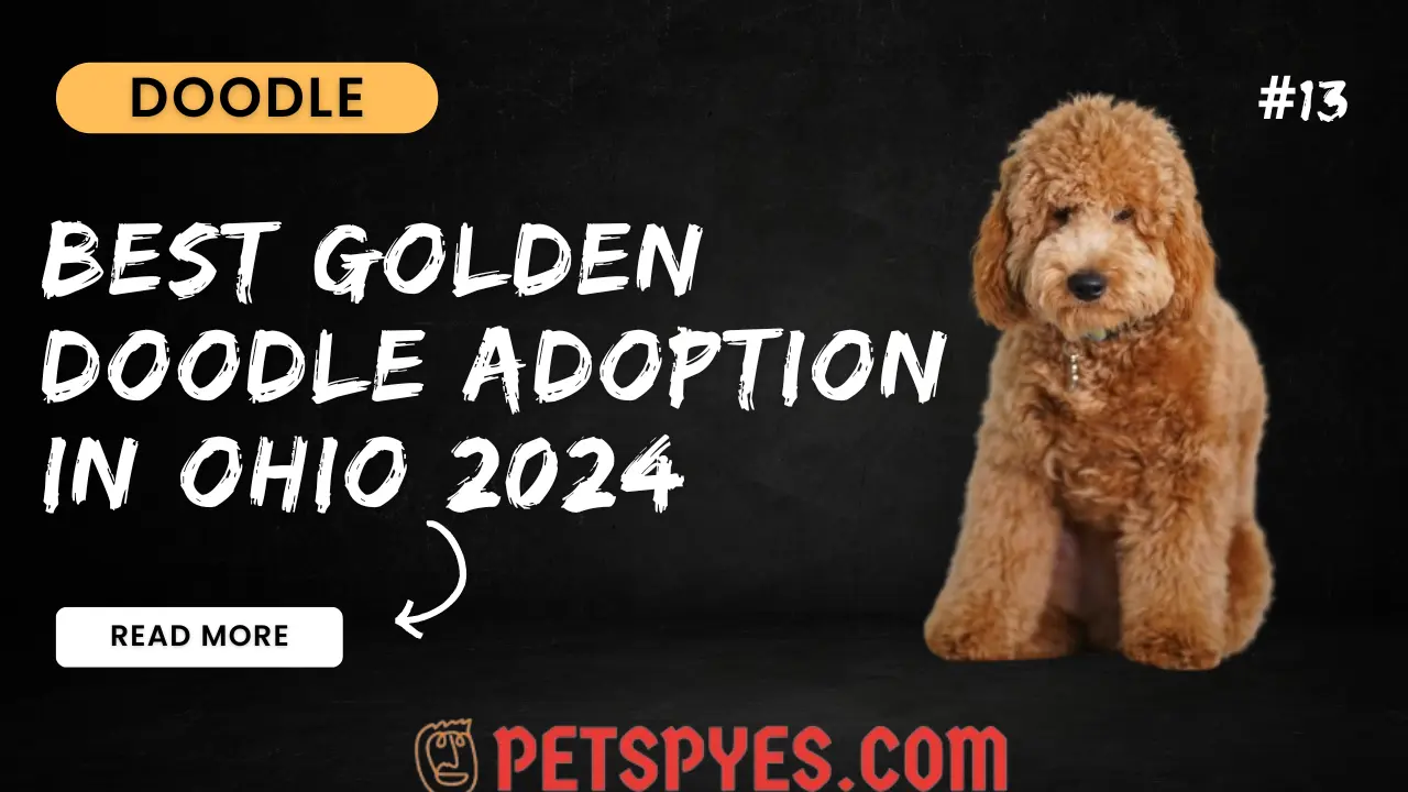 Best Goldendoodle Adoption In Ohio 2024