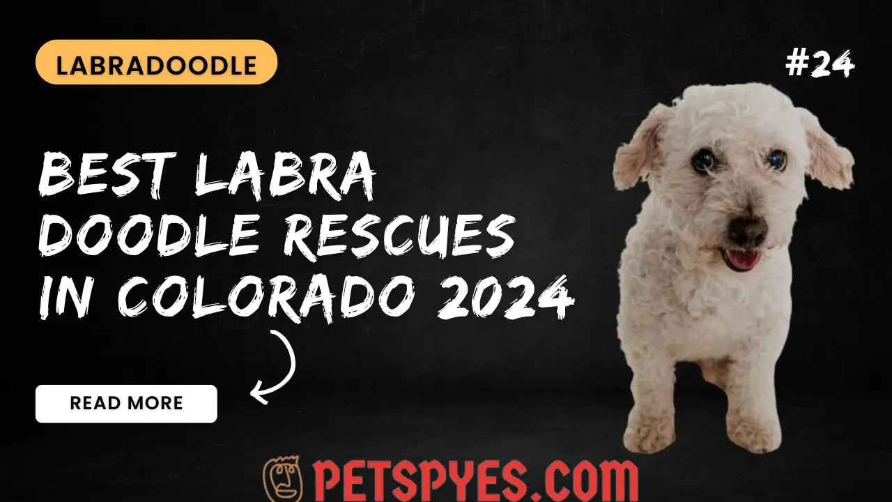 Best Labradoodle Rescues In Colorado 2024