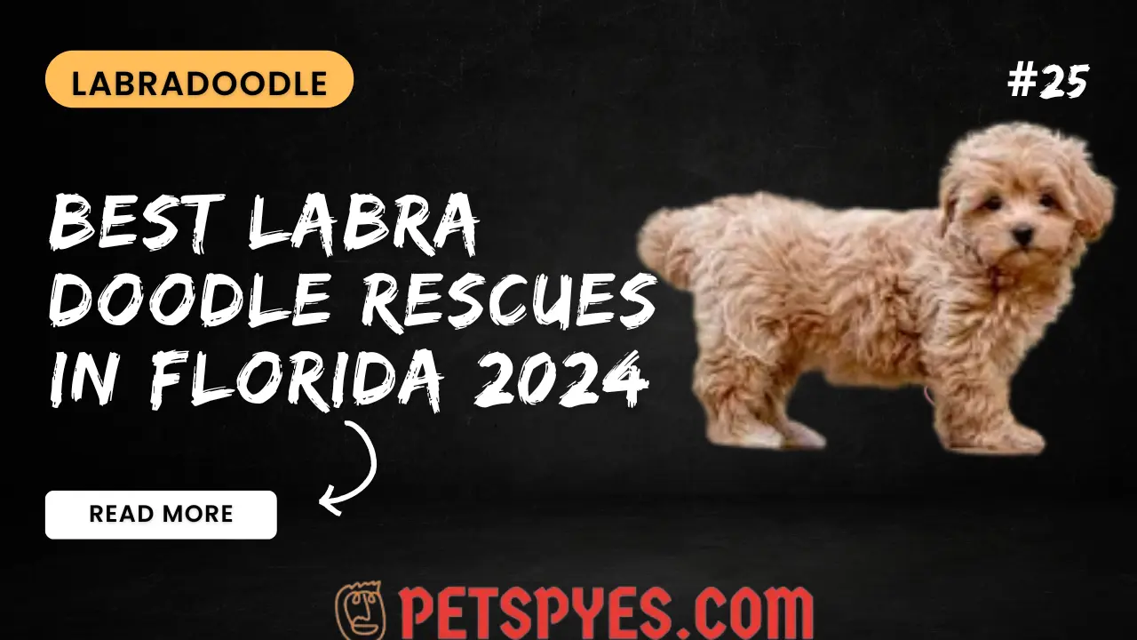 Best Labradoodle Rescues In Florida 2024