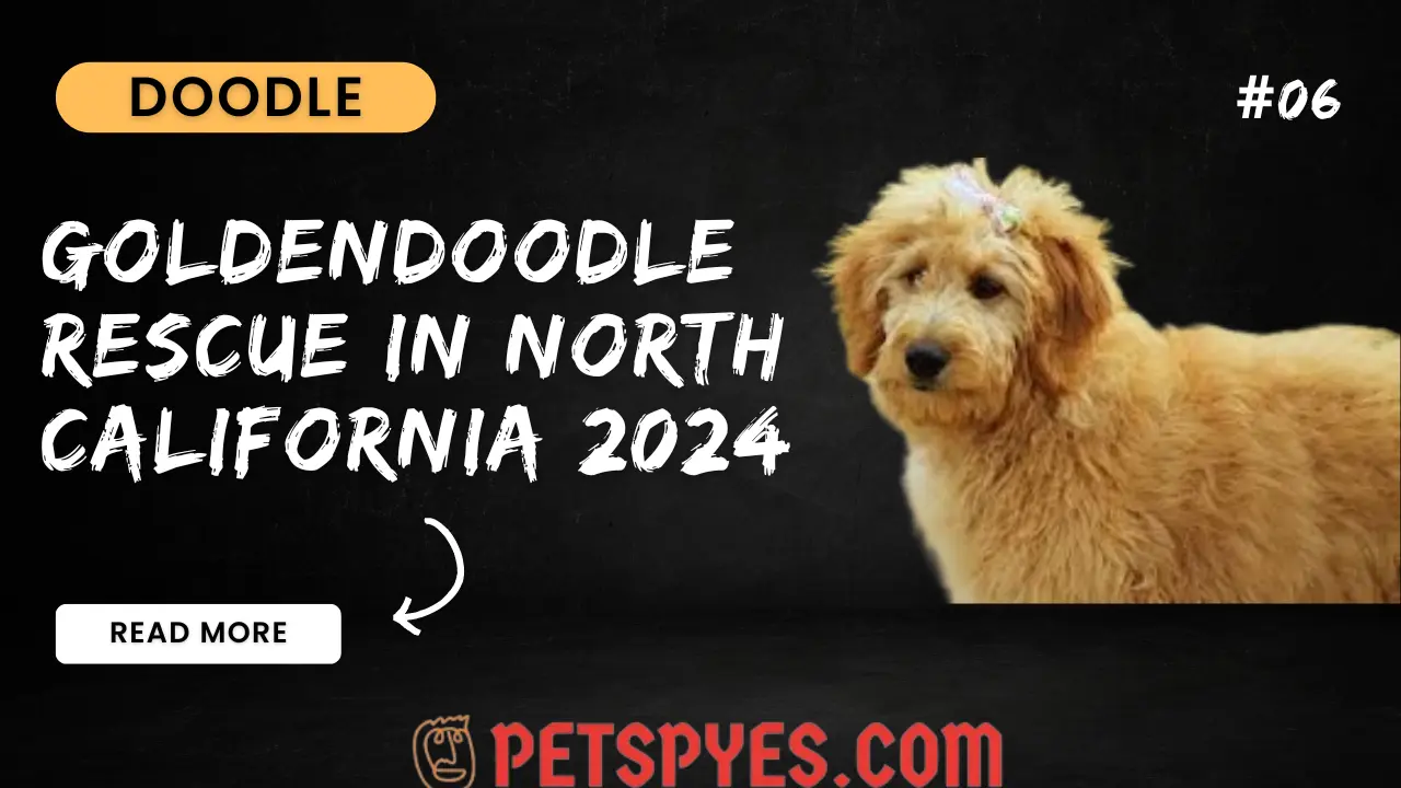 Goldendoodle Rescue In North California 2024