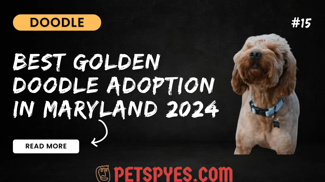 Best Goldendoodle Adoption In Maryland 2024