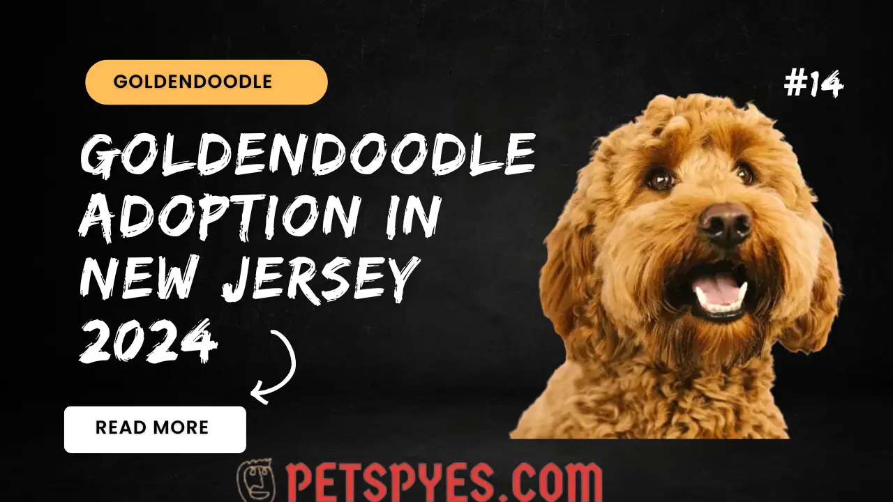 Goldendoodle Adoption In New Jersey 2024