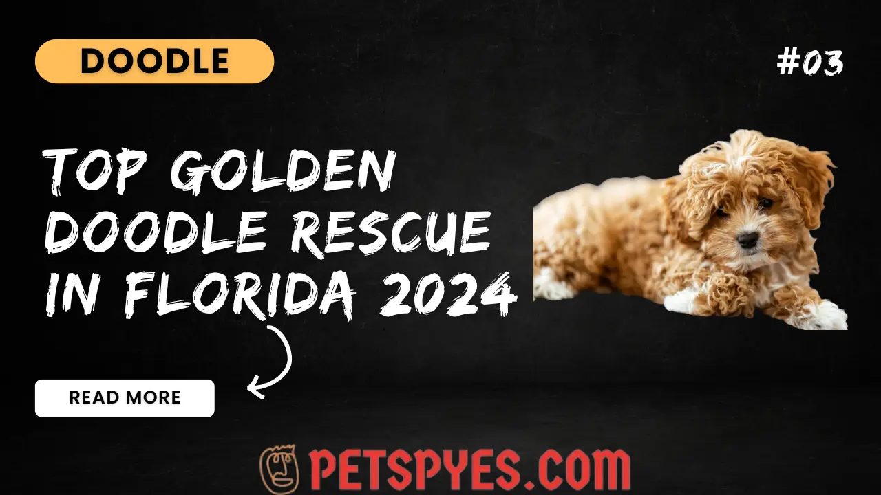 Top Goldendoodle Rescue In Florida 2024