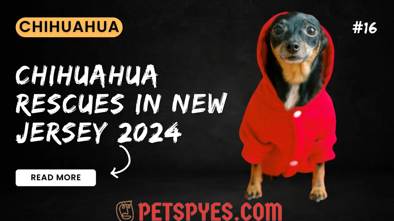 Chihuahua Rescues In New Jersey 2024