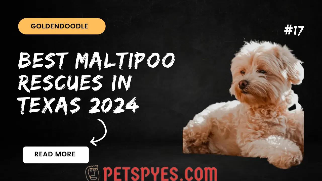 Best Maltipoo Rescues In Texas 2024