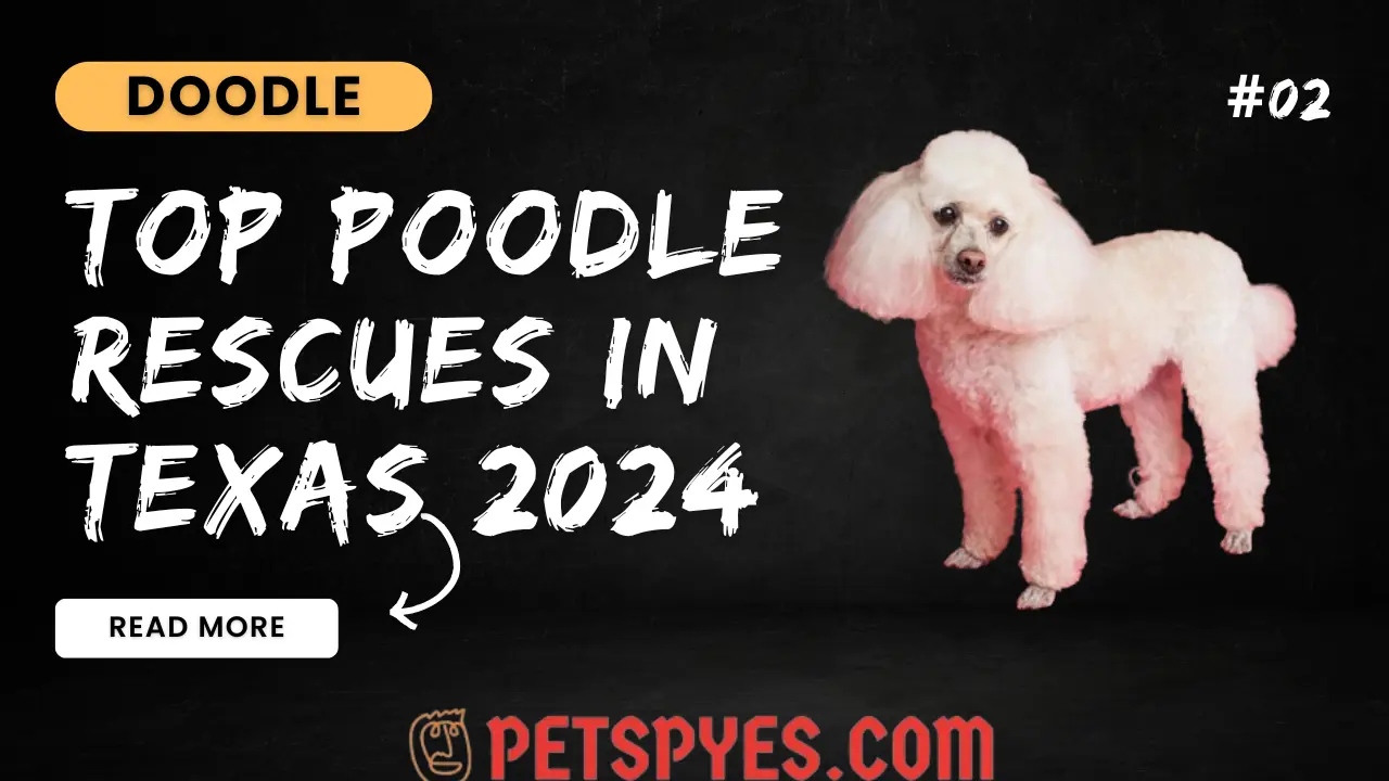 Top Poodle Rescues In Texas 2024