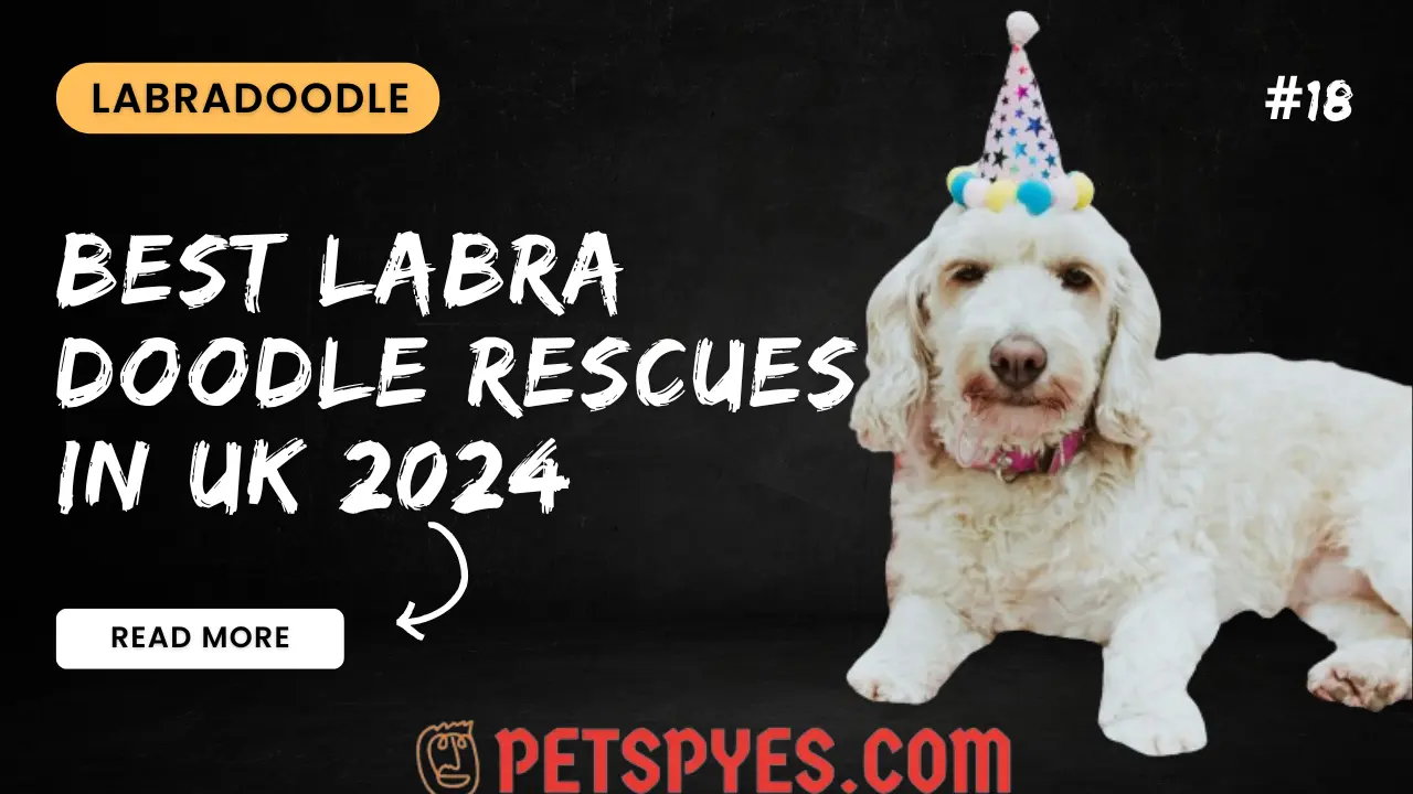 Best Labradoodle Rescues In UK 2024
