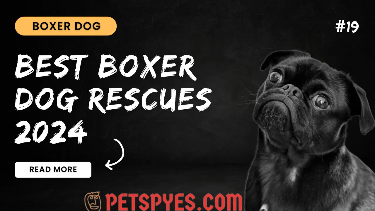 Best Boxer Dog Rescues 2024