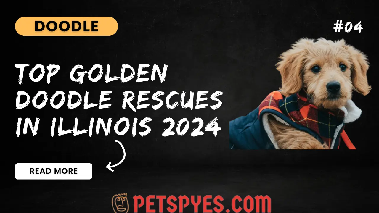 Top Goldendoodle Rescues In Illinois 2024