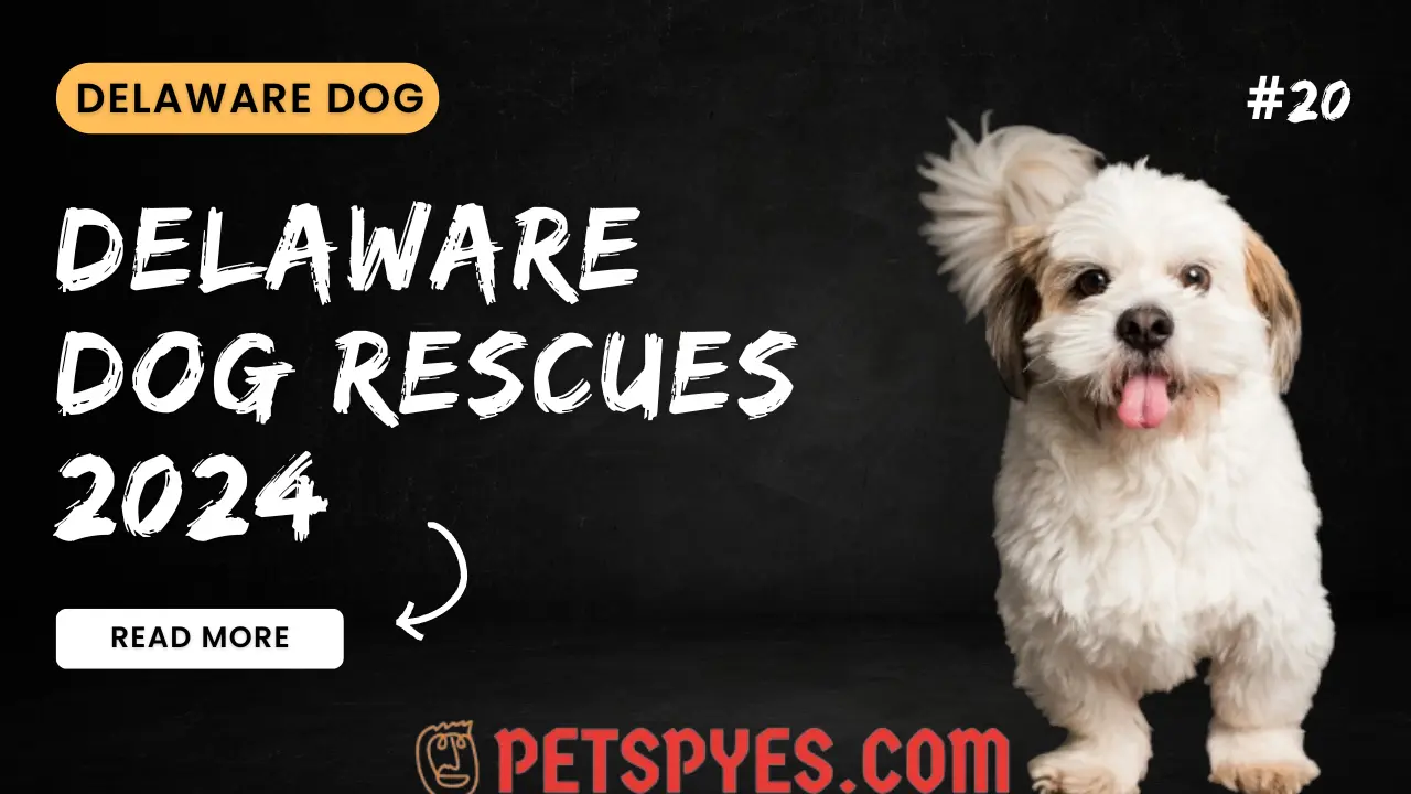 Delaware Dog Rescues 2024