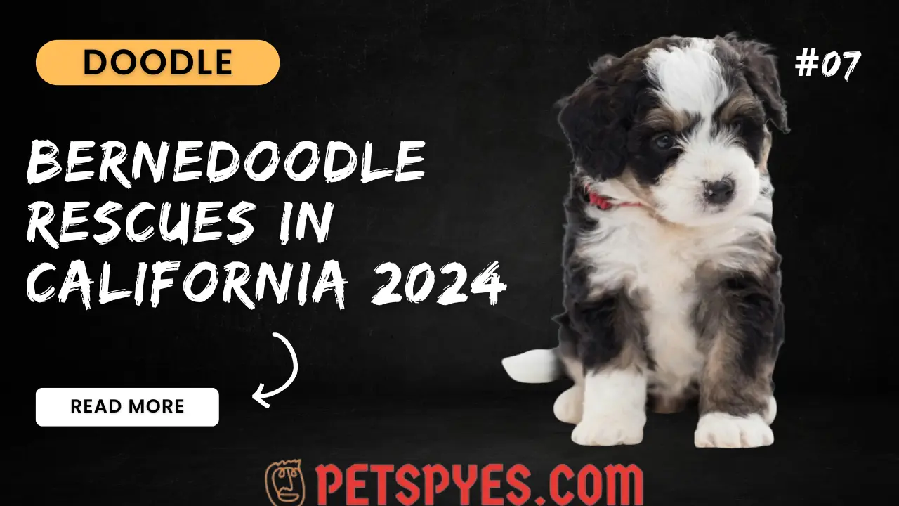 Bernedoodle Rescues In California 2024