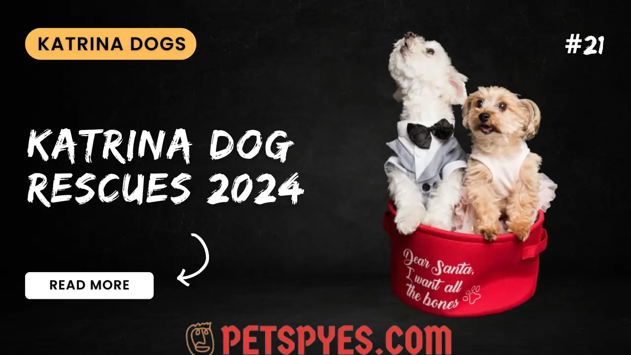 Katrina Dog Rescues 2024