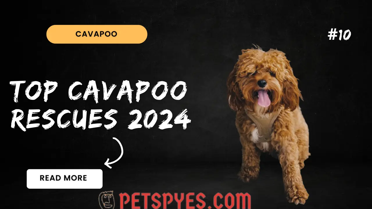 Top Cavapoo Rescues 2024