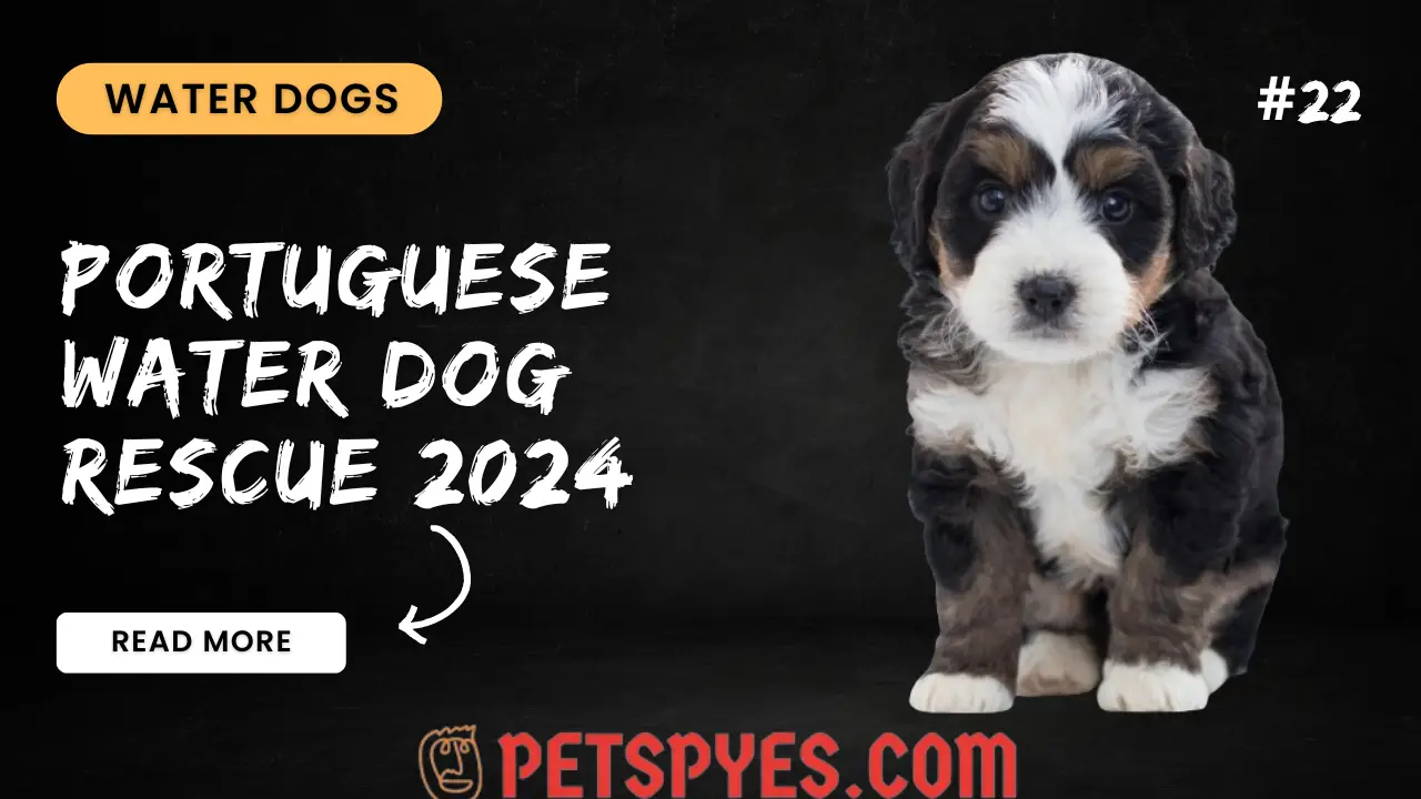 Portuguese Water Dog Rescue 2024