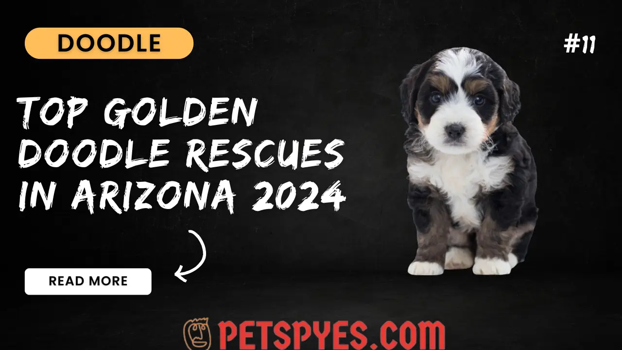 Top Goldendoodle Rescues In Arizona 2024
