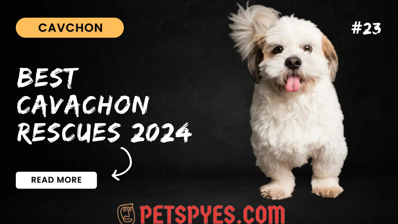 Best Cavachon Rescues 2024