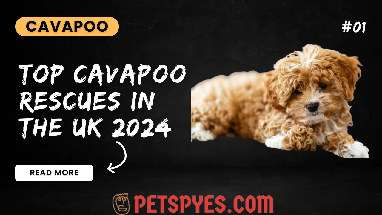 Top Cavapoo Rescues In The UK 2024